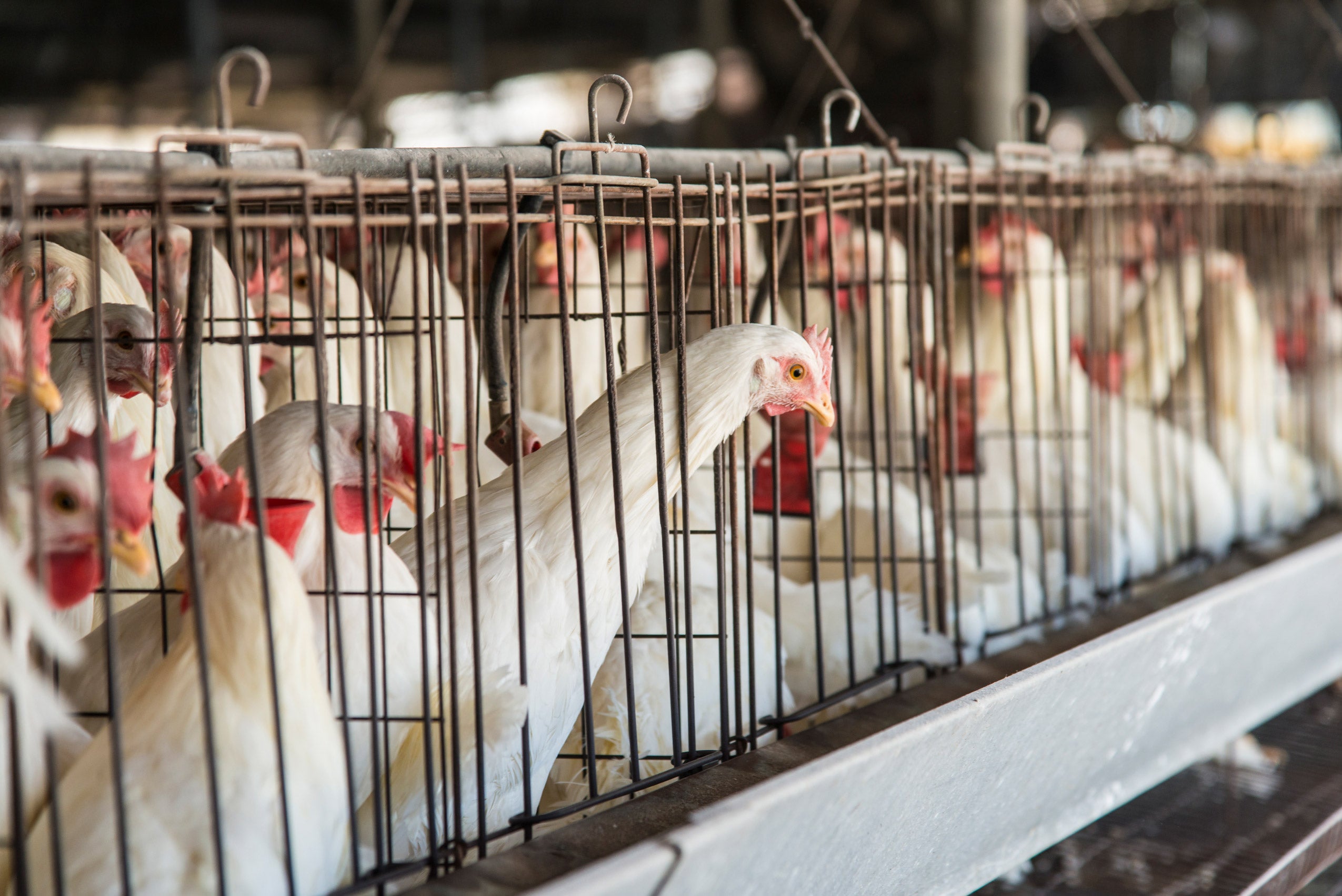 Close up of chickens in cages